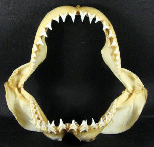 Carcharodon carcharias