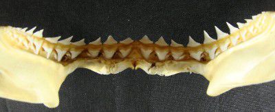 Carcharodon carcharias