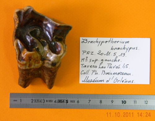 Brachypotherium brachypus