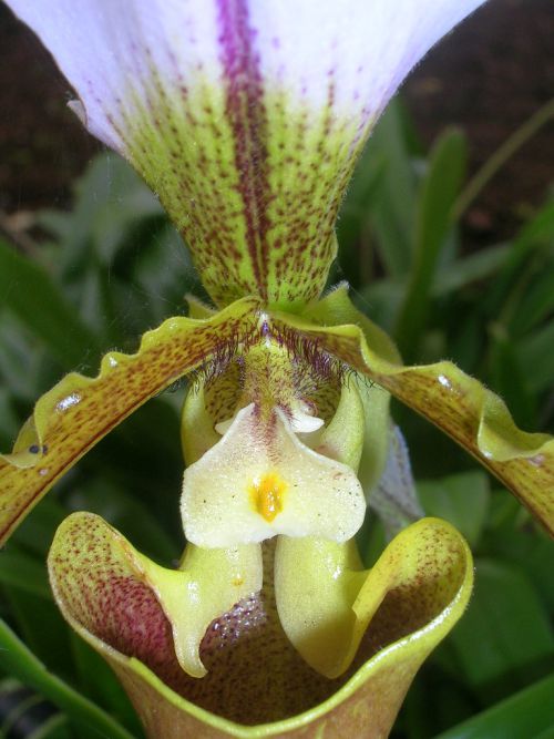 sabot de vénus - orchidée
