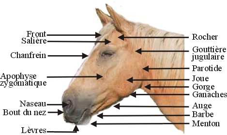 Les parties de la tete  Galop 3, Anatomie du cheval, Galop