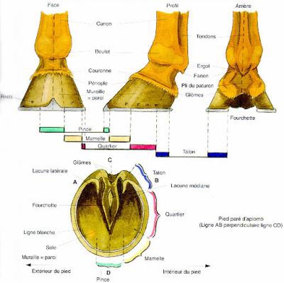 Anatomie du cheval g3..jpg