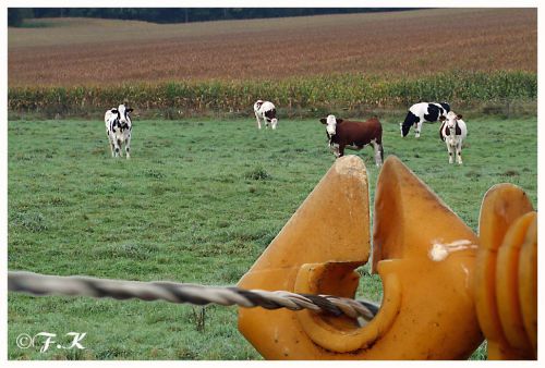 Vaches bien gardées