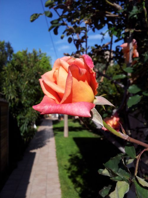 Une rose sur un mur