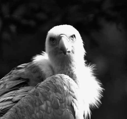 vautour-fauve2.jpg