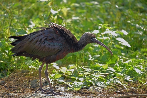 ibis-fals1.jpg