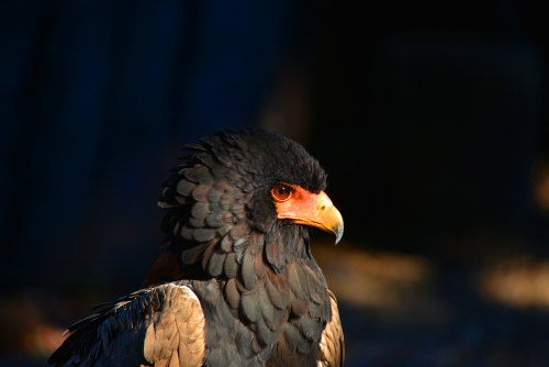 aigle-baleleur.jpg