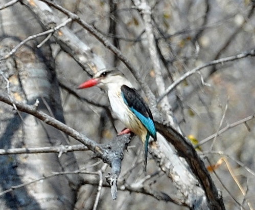 MARTIN-CHASSEUR-DU-SENEGAL-.jpg