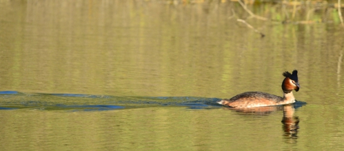 grebe-huppé5.jpg