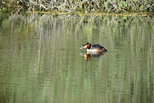 grebe-huppé.jpg