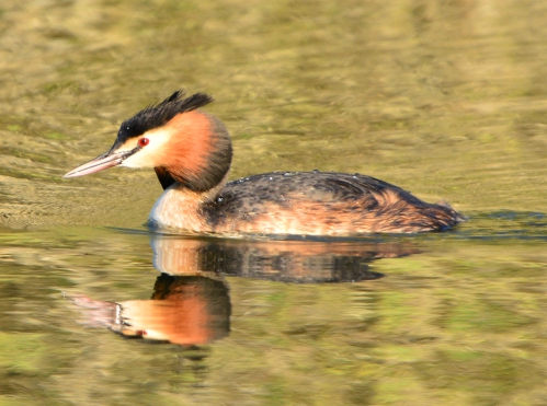 grebe-huppé7.jpg