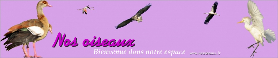 nos oiseaux