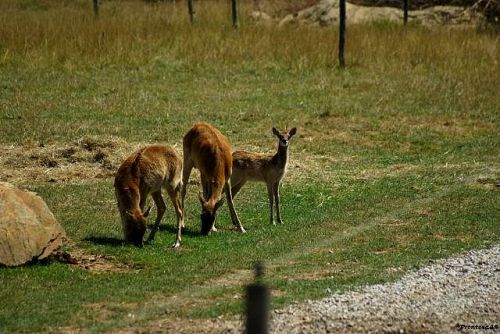 trio de gazelle à la boissiere du dore 2011