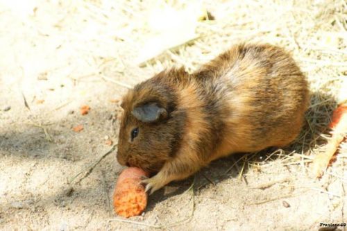 Cochon d'inde qui mange une carotte