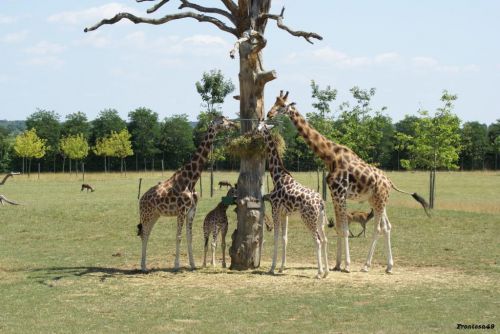 Groupe de girafe 2011 qui mange