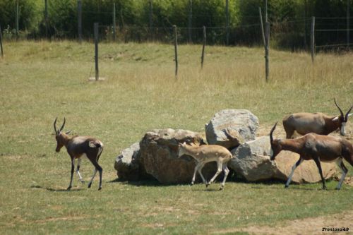 Groupe d'antilope qui tourne en rond