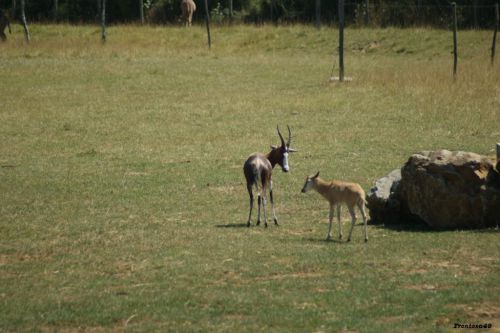 Femelle antilope et son petit 2011
