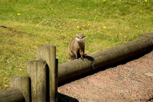 Loutre assise en 2011 à la boissière du doré