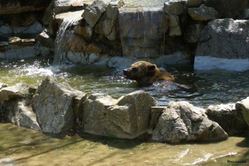 Ours dans l'eau en 2011