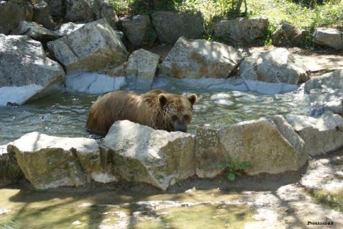 Ours brun dans l'eau 2011