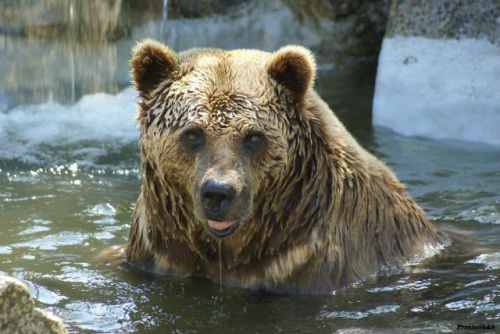 Portrait d'ours brun dans l'eau 2011