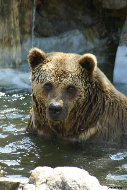 Tête d'ours brun dans l'eau 2011