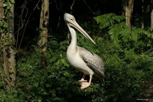 Pelican a la la boissiere 2011