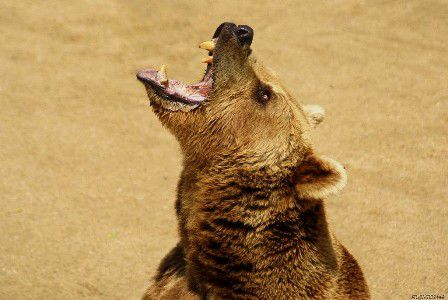 La belle dentition de l'ours