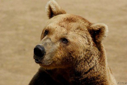 Le beau gros nounours 