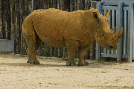 Le beau mâle rhinocéros