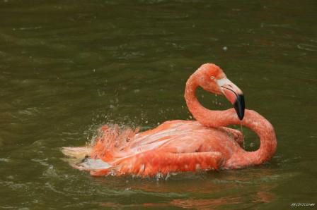 Flamant rose dans l'eau