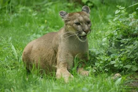 Puma Parc des félins 9 mai 2013