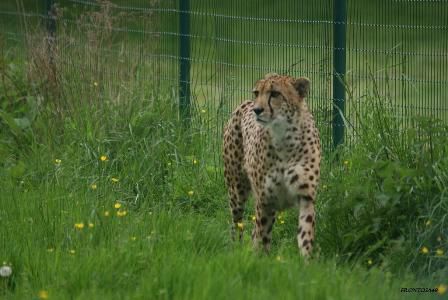 Guépard Parc des félins 9 mai 2013