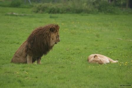 Le lion en admiration devant sa lionne