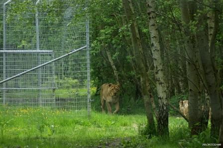 Lion d'Asie Parc des félins 9 mai 2013