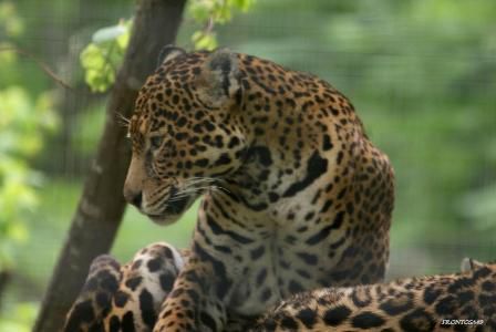 Jaguar Parc des félins 9 mai 2013