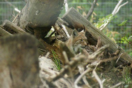 Lynx de Sibéris Parc des félins 9 mai 2013