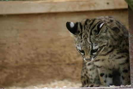 Oncille chat tigre Parc des félins 9 mai 2013