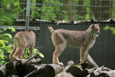 Lynx du canada Parc des félins 9 mai 2013