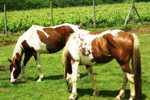 CHEVAUX DE PINTO