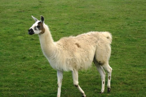 Lama