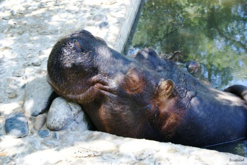 Tète d'hippopotame