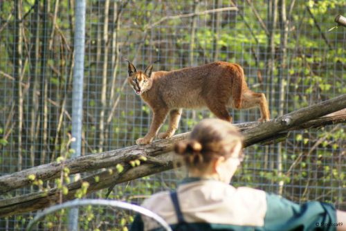 Le caracal à vu la soigneuse