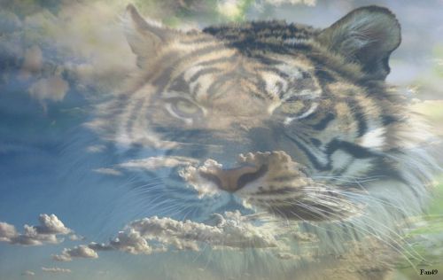 tigre en nuage