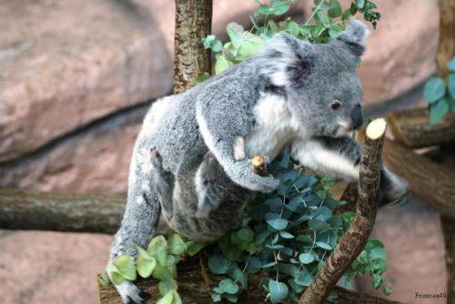 bébé Koala 