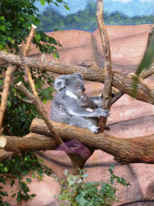 maman koala et son petit