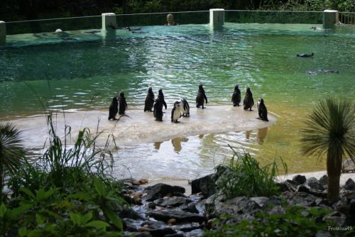 Bassin des manchots