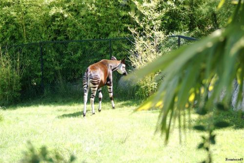 Okapi vue de dos