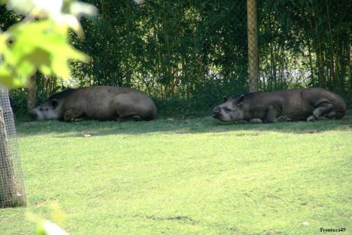 Couple de tapir