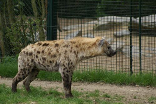Hyene 2